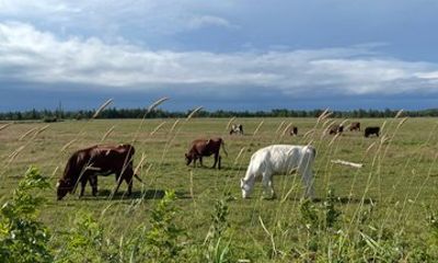 Private Prince Edward Island Tour with Dairy Bar Visit