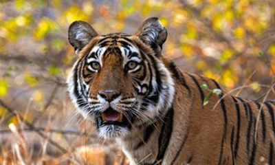 4 Days Private Luxury Golden Triangle With Ranthambore Safari