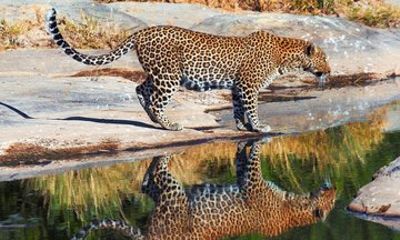 2 Day Amboseli National Park Safari Tour with Minivan Transport