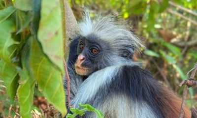 Private Tour Spice Farm and Jozan forest with Lunch & Entry Fee