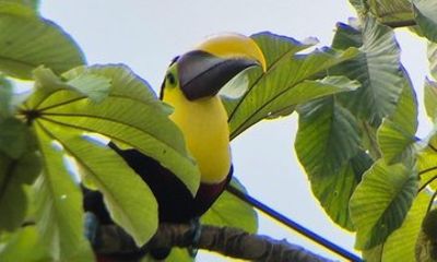 La Fortuna Morning Birdwatching Tour on a Private Forest