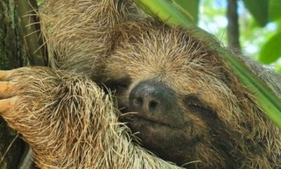 La Fortuna Guaranteed Sloth Spotting on Private Forest