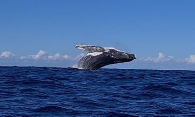 Whale Watching Tour in Townsville