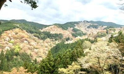 Private tour of Yoshino sakura hiking and UNESCO sites