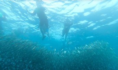 Moalboal Sardine Run Kawasan and Mantayupan Falls Private Tour