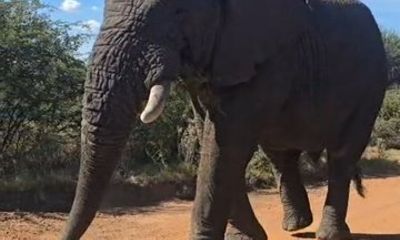 Half Day Dinokeng Big Five Safari Tour