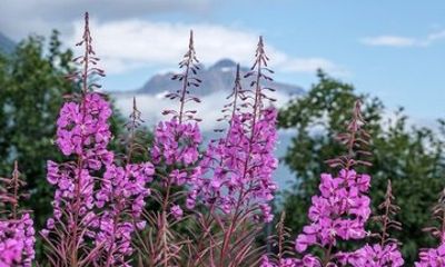 Private Sitka Rainforest Hike with a Local Naturalist