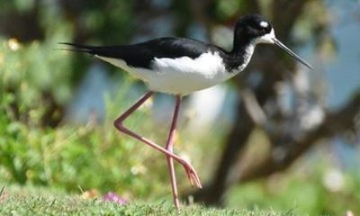 Turtle Bay Bird Watching Tour in Oahu Hawaii