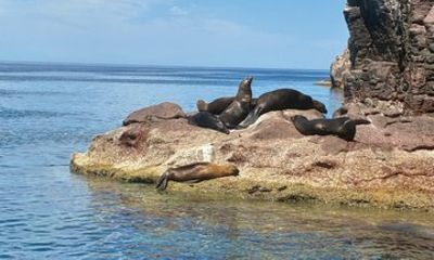 Guided Tour to Isla Espiritu Santo