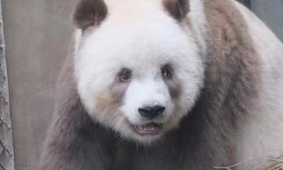 Private Half Day Tour Qizai The World's Only Brown panda