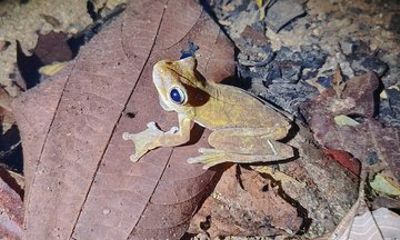 Pajarilla Night Tour: Guided Wildlife Walks in Drake Bay