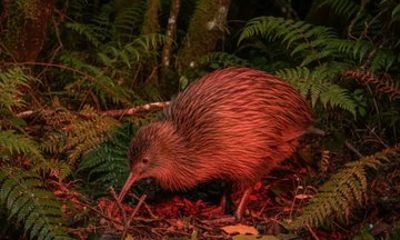 Kiwi Wilderness Experience