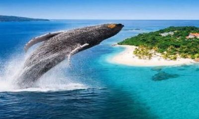 Whale Watching and Bacardi Island Tour