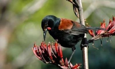 Motuihe Island Wildlife Private Experience