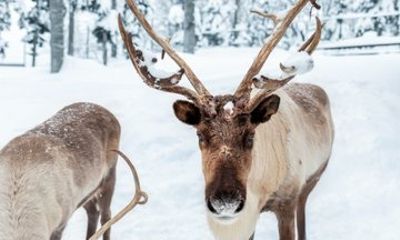 Rovaniemi Reindeer Farm Visit and Sleigh Ride