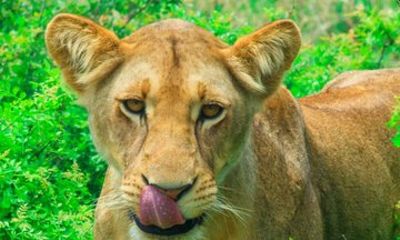 Zanzibar to Mikumi Join Safari One Day Wildlife Adventure