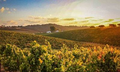 Create Your Wine and Enjoy a Wine Pairing Lunch