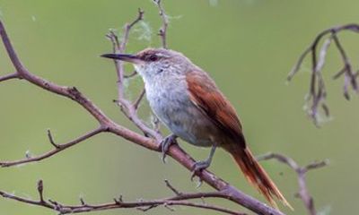 Birding in the Paraná Delta | Private Tour to Talavera Island