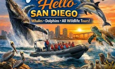 Experience San Diego Dolphin Watching Shared Tour