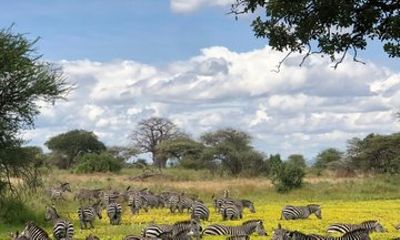 Ngorongoro Crater Day Tour Discover World Natural Wonder