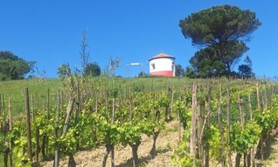 Wine Tasting and Scenic Tour in Bairrada