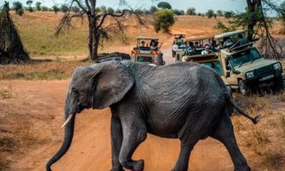 Chobe National Park Tour by 4WD
