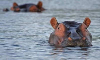 Mosi oa Tunya National Park Safari Game Drive and Rhino Tracking