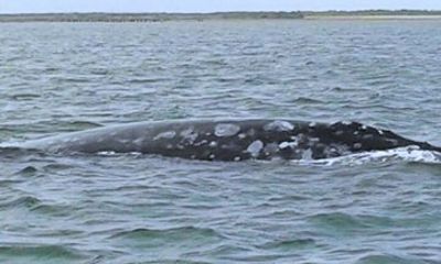 Gray Whale Watching Day Trip from Loreto