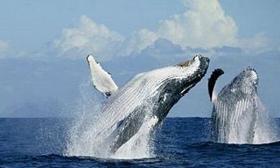 Whale Watching and Beach Day at Playa Rincón and Bacardí Island