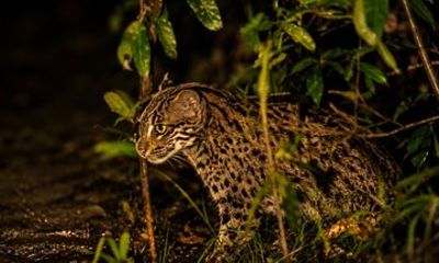 Private Night Safari in Sigiriya: Spot Fishing Cats, Lorises