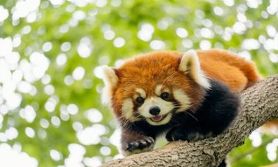 Chengdu Panda Valley and Dujiangyan 1 Day Private Tour