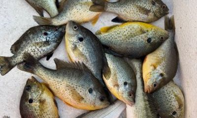 Kids Pro Fish School Private Fishing Lesson
