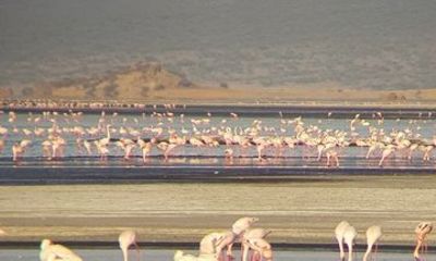 2 Days Lake Natron Safari Tour