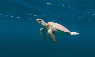 Tres Trapi Turtle Tour Aruba - Private + FREE Videos & Photos