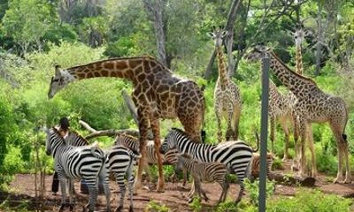 Bora Bora Wildlife Sanctuary Experience