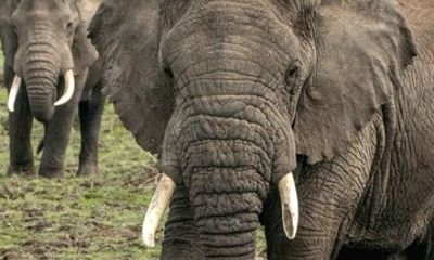 5-Day Big Five Safari: Tarangire, Serengeti, Ngorongoro & Manyara