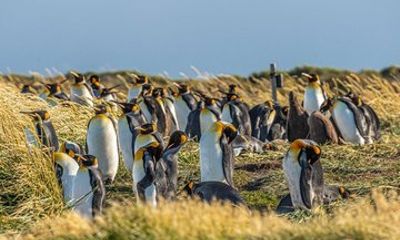 Full Day Tierra del Fuego and Rey Penguin Park