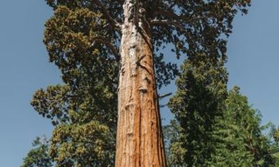 Sequoia National Park Day Tour from Los Angeles