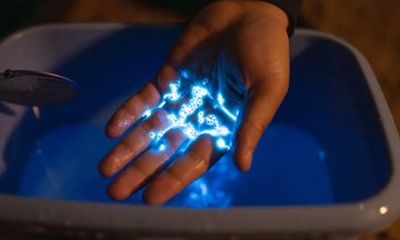 Bioluminescent Marine Life Night Experience in Tamano Japan