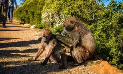Cape Point and Penguins Half Day Tour with Scenic Drive
