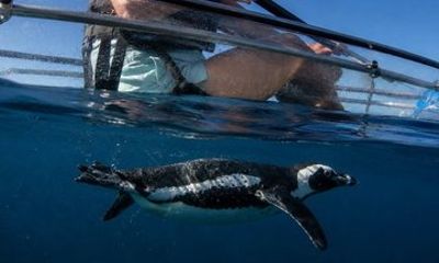 Atlantic Adventures First Clear Kayak Tours in Cape Town