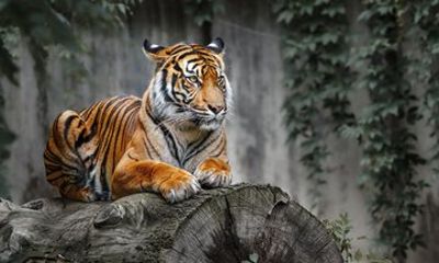 5 nights 6 Days Golden Triangle Tour With Ranthanbore From Delhi