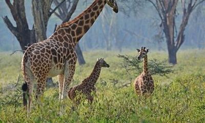 Nairobi National Park Shared or Private Safari