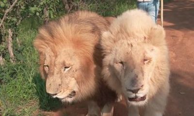 Walk With Lions Experience At Ukutula Game Reserve