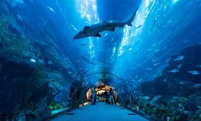 Dubai Aquarium and Underwater Zoo Admission Ticket with Options