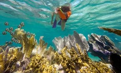 Puerto Morelos Reef Snorkeling with Private Transportation