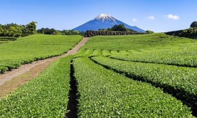 Green Tea Fields and Japan Longest Wooden Bridge from Shimizu