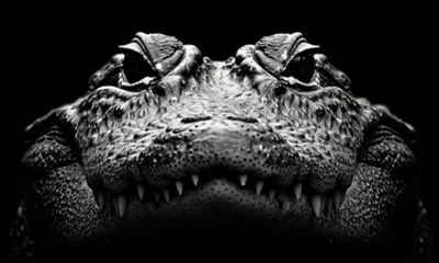 Everglades Adventure and Miami City Tour