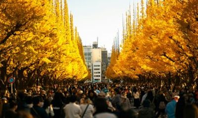 Tokyo Golden Ginkgo Avenue Autumn Leaves Walk