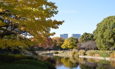 Tokyo Imperial Park Autumn Leaves Stroll